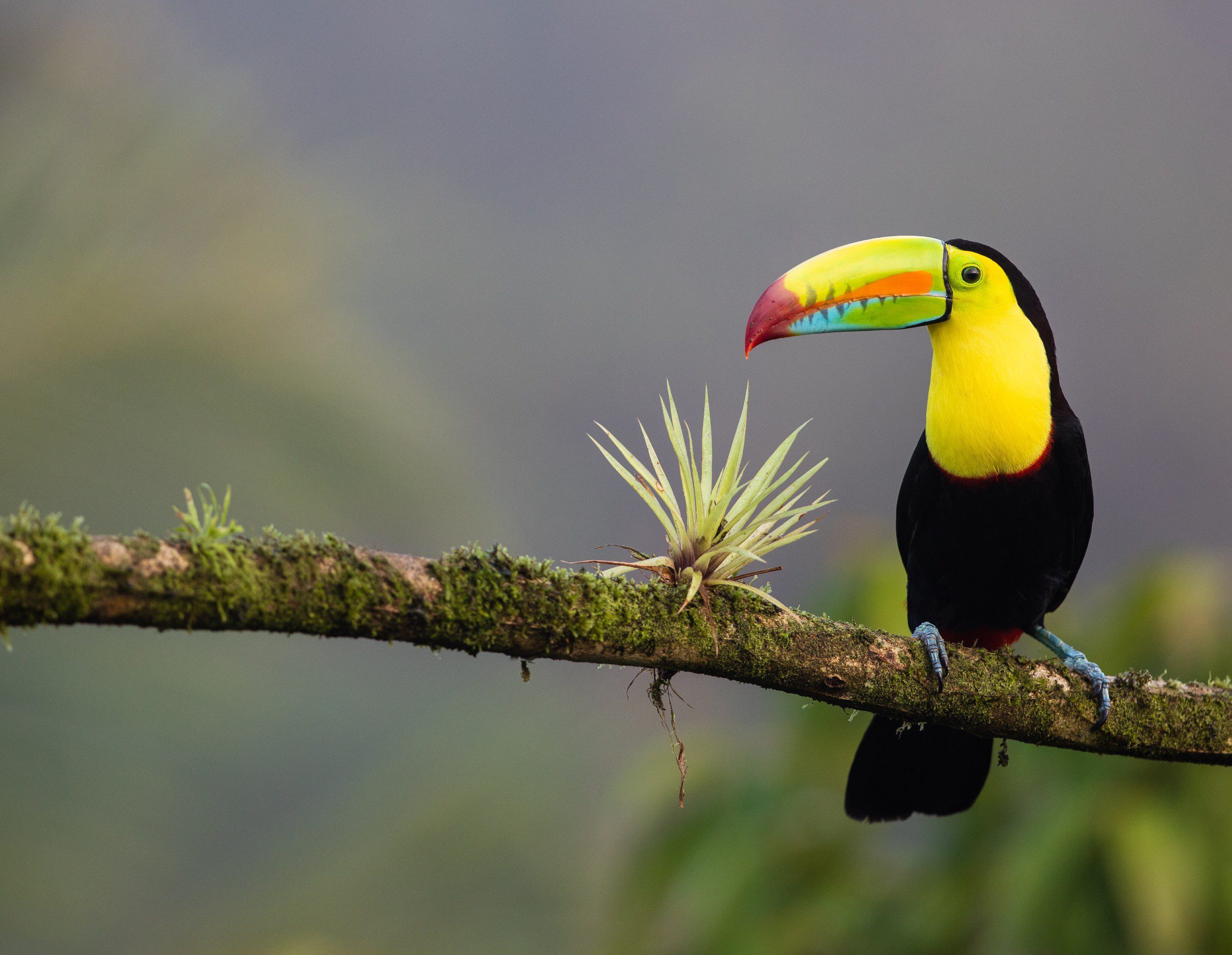 CostaRica Bird