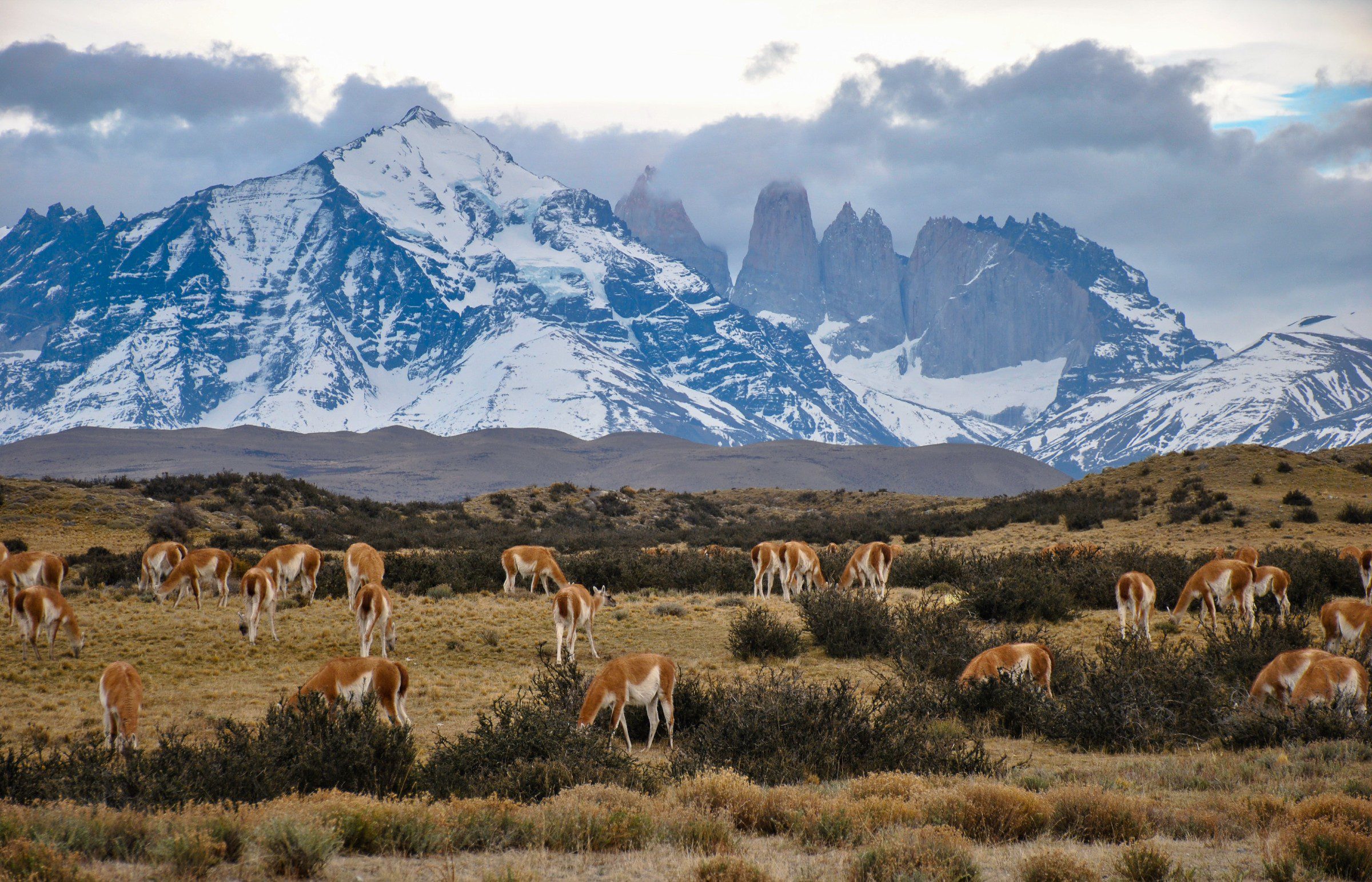 Patagonia Wine Region