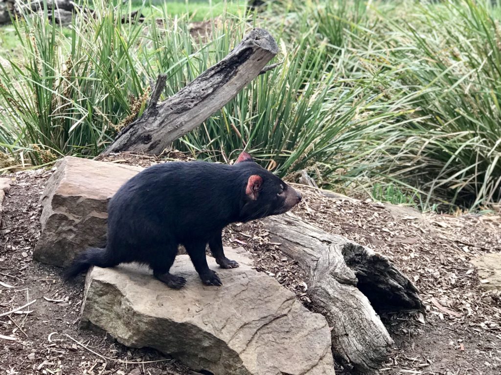 Tasmanian Devil